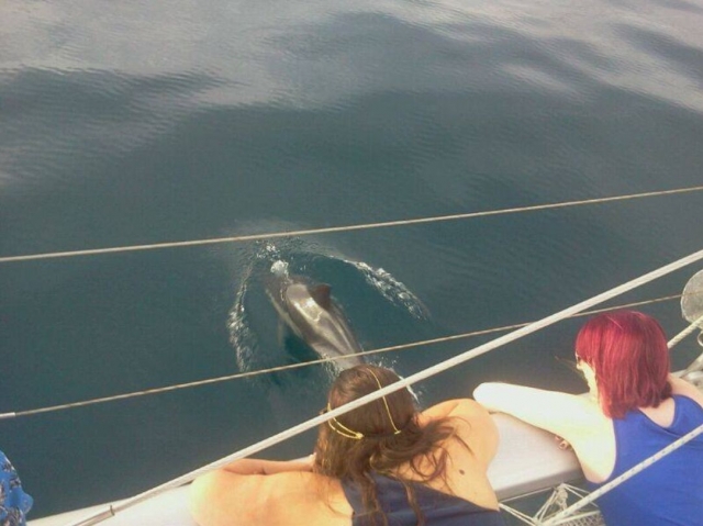 Viendo los animales desde el barco.jpg